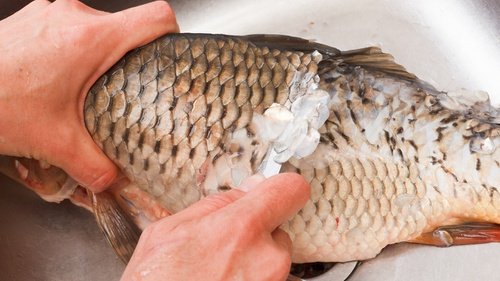 Read more about the article Manfaat Sisik Ikan Gurami dalam Meningkatkan Kepadatan Tulang Penyangga Gigi