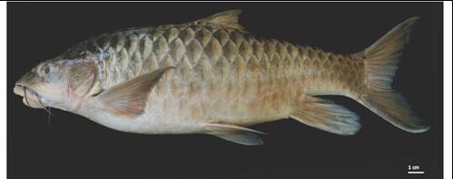 Read more about the article Osteocranium Ikan Keureling (Tor tambroides) (Cypriniformes: Cyprinidae) di Sungai Tangse, Aceh, Indonesia