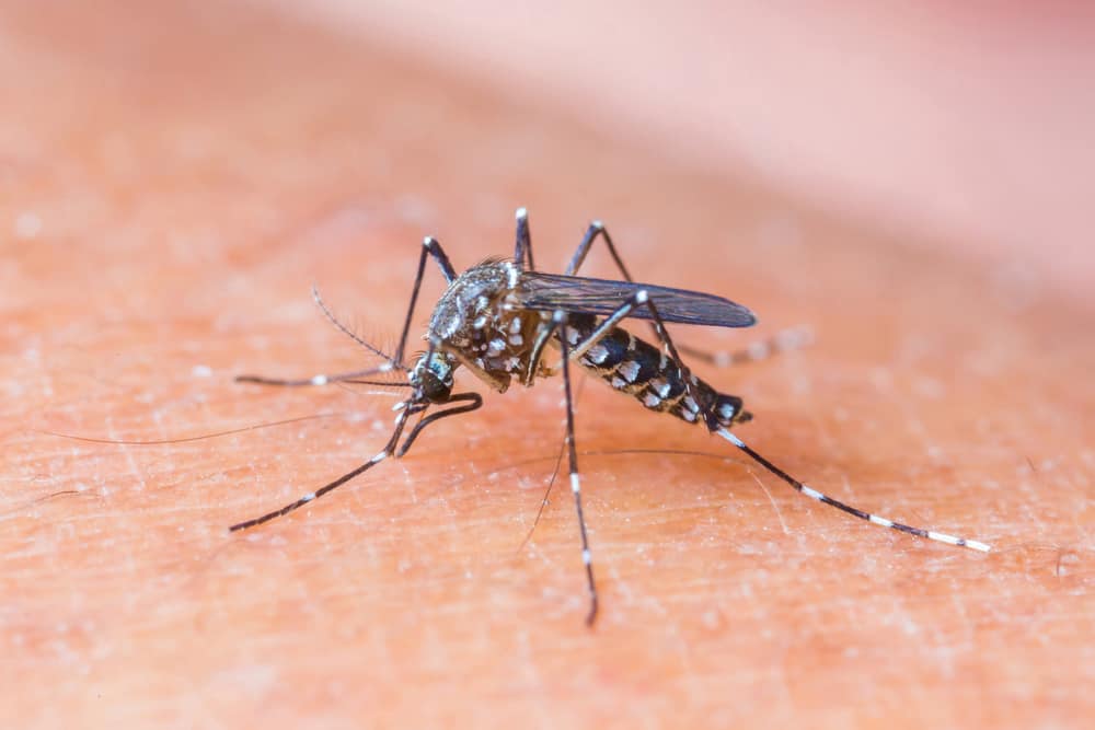 Read more about the article Pengembangan Kandidat Vaksin Polivalen Berbasis Epitop Conserved Sel B Pada Glikoprotein Virus Zika