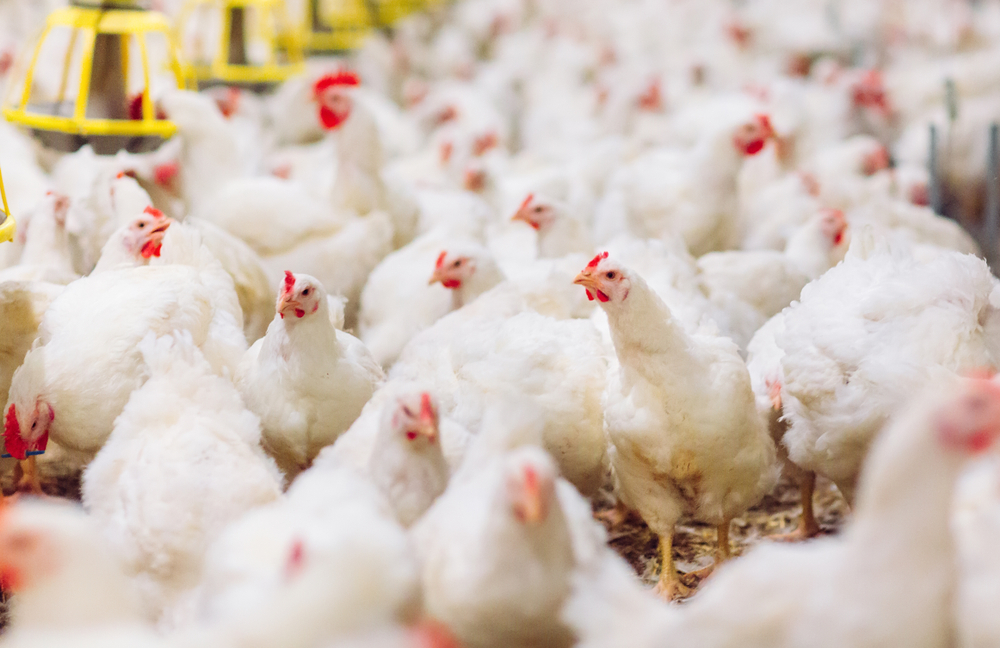 Read more about the article Gen CTX Pengkode ESBL yang Diproduksi oleh E. coli pada Ayam Broiler di Blitar-Indonesia