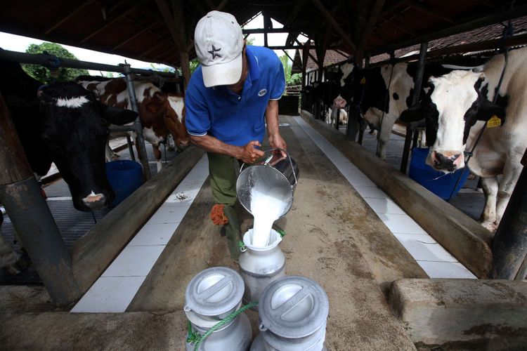 Read more about the article Kejadian MRSA pada Susu Sapi Perah dan Produk Susu
