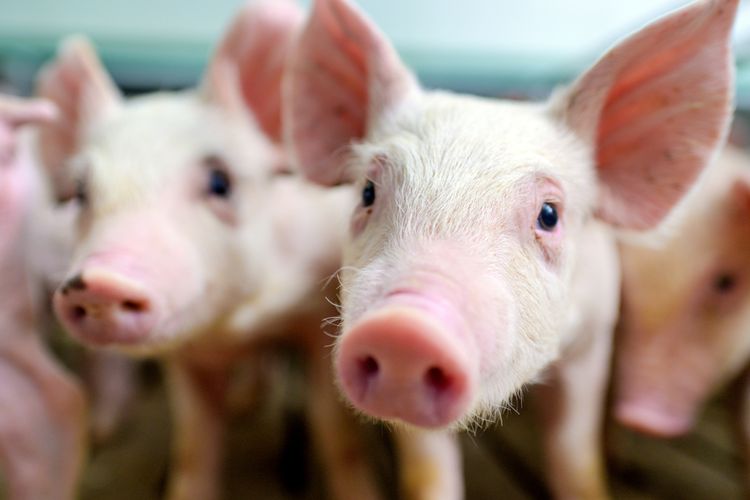 Read more about the article Masalah Resistensi Antibiotik  Klebsiella pneumoniae yang Diisolasi dari Babi