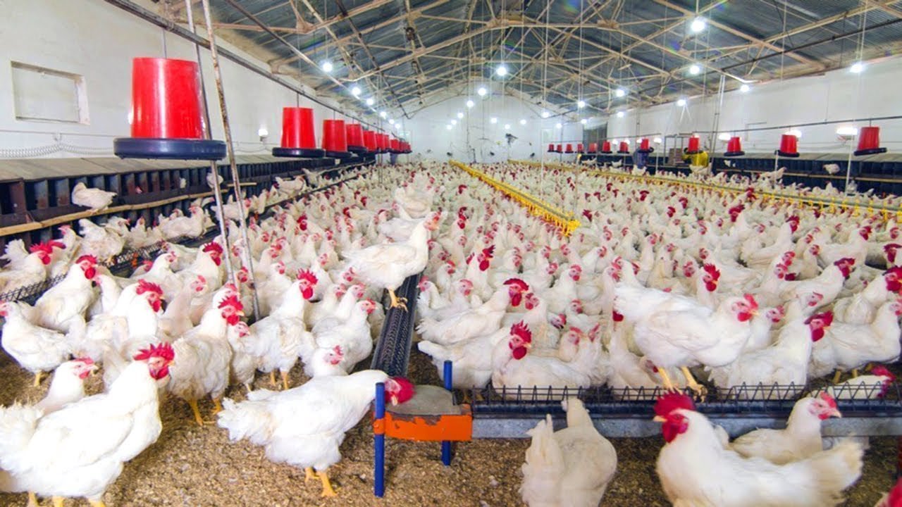 Read more about the article Kejadian Salmonellosis dari Peternakan Ayam