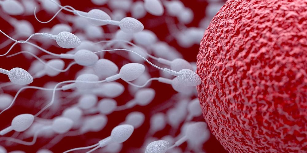 Read more about the article Metode Pemilihan Sperma untuk Fertilisasi in Vitro (IVF) – Intra Cytoplasmic Sperm Injection (ICSI)