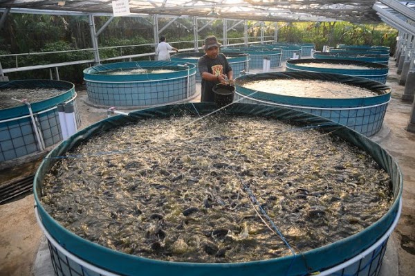 Read more about the article UNAIR Banyuwangi Aquaculture guest lecture teaches Biofloc Fish Farming method