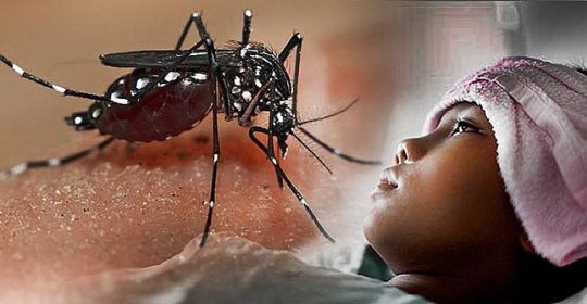 Read more about the article DENV-4 dan Wabah Demam Berdarah Dengue di Jember
