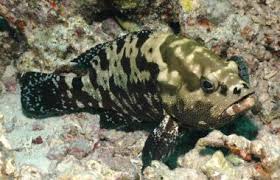 Read more about the article Perlunya Kewaspadaan Terhadap Infeksi Cacing pada Ikan Kerapu Cantang di Perairan Teluk Lamong