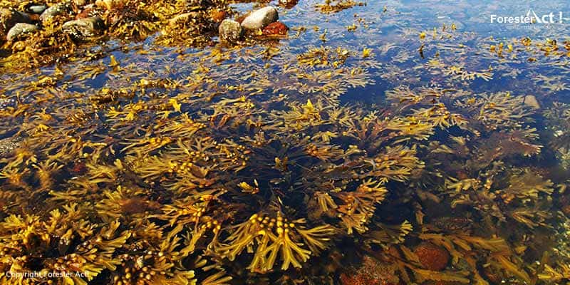 Read more about the article Bioaktif, Kandungan Logam Berat, dan Toksisitas Makroalga pada Wilayah Perairan Madura