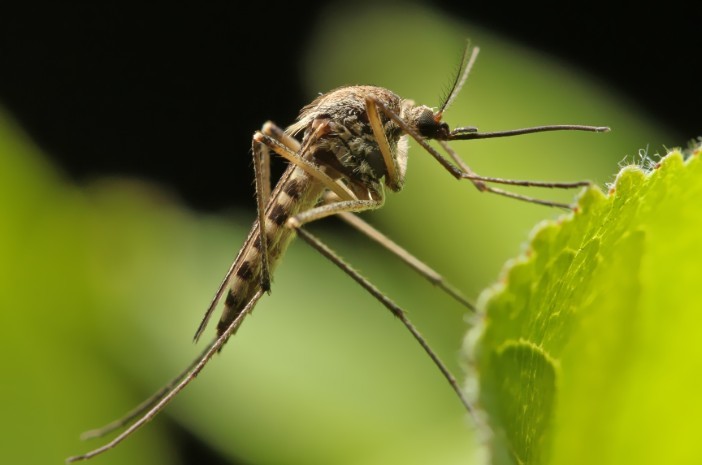 Read more about the article Virus Chikungunya (CHIKV) sebagai Penyebab Demam Akut