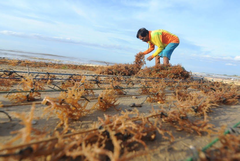 Read more about the article Efektivitas Jarak Tanam Terhadap Pertumbuhan Rumput Laut Sargassum Sp. dengan Menggunakan Metoda Rakit Dasar