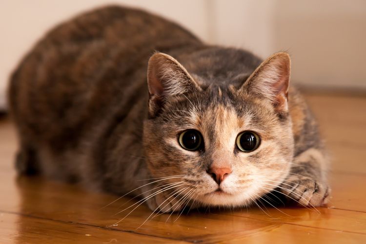 Read more about the article Mengenal Ektoparasit pada Kucing