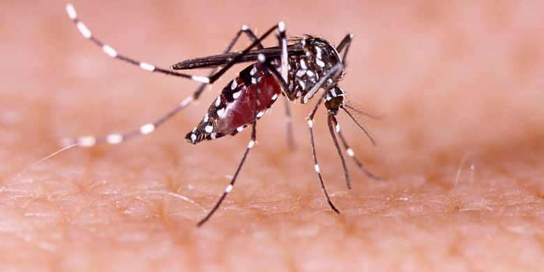 Read more about the article Sensor Optical flow untuk Mendeteksi Pergerakan Larva Aedes aegypti sebagai Pengendalian Tular Vektor Nyamuk Demam Berdarah Dengue di Surabaya