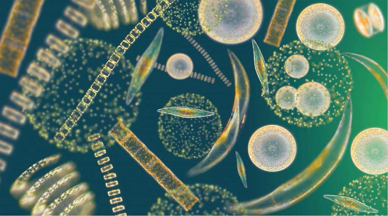 Read more about the article Pengamatan Kelimpahan Fitoplankton dan Kandungan Klorofil-a di Pesisir Kabupaten Sidoarjo, Jawa Timur