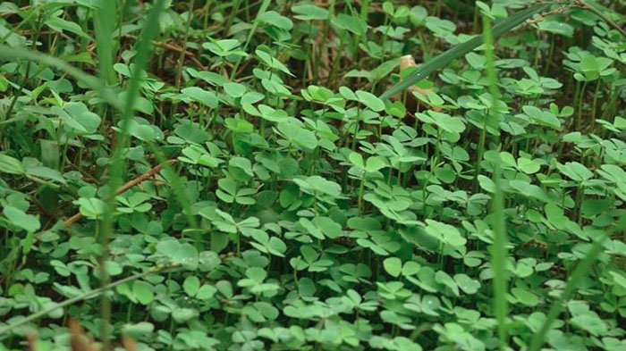 Read more about the article Water clover leaves potential to prevent neuron damage