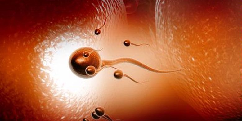 Read more about the article Lebih Dekat dengan Pembekuan Sperma