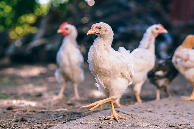 Read more about the article Potensi Biji Labu Kuning dalam Meningkatkan Kualitas Sperma Ayam Kampung