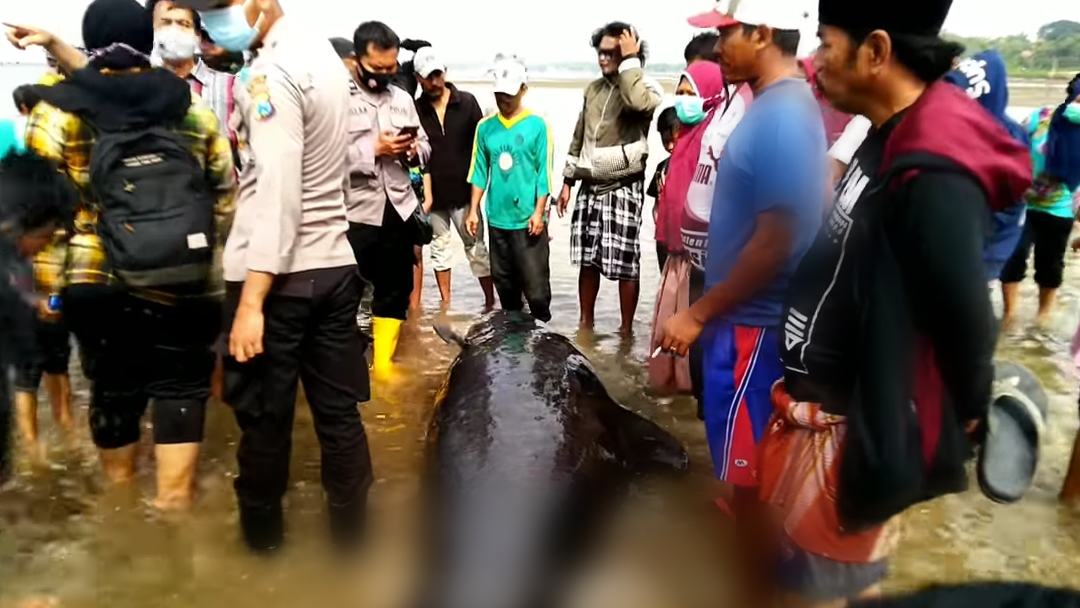 KERUMUNAN warga melihat dari dekat dan berusaha memberikan pembasuhan pada permukaan tubuh paus pilot yang terdampar. (Foto: Istimewa)