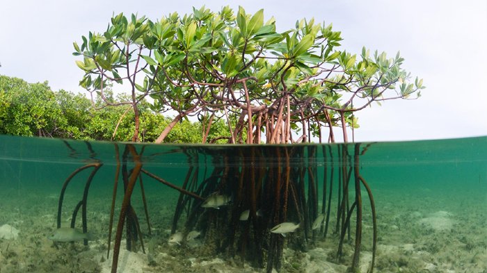 Read more about the article Biokonsentrasi Logam Berat Pb dan Cu pada Mangrove di Pulau Sarinah, Sidoarjo, Jawa Timur