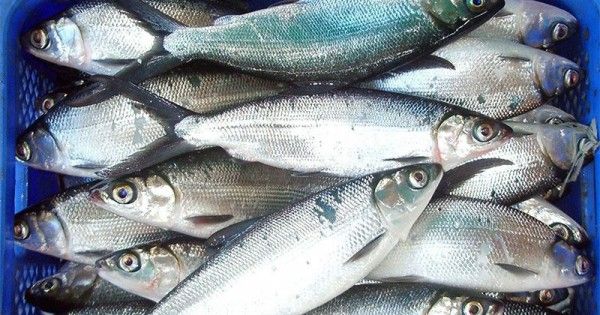 Read more about the article Toksisitas CD dan CU terhadap Ikan Bandeng (Chanos Chanos): Dampak Terhadap Osmoregulasi dan Perubahan Histologi pada Inang