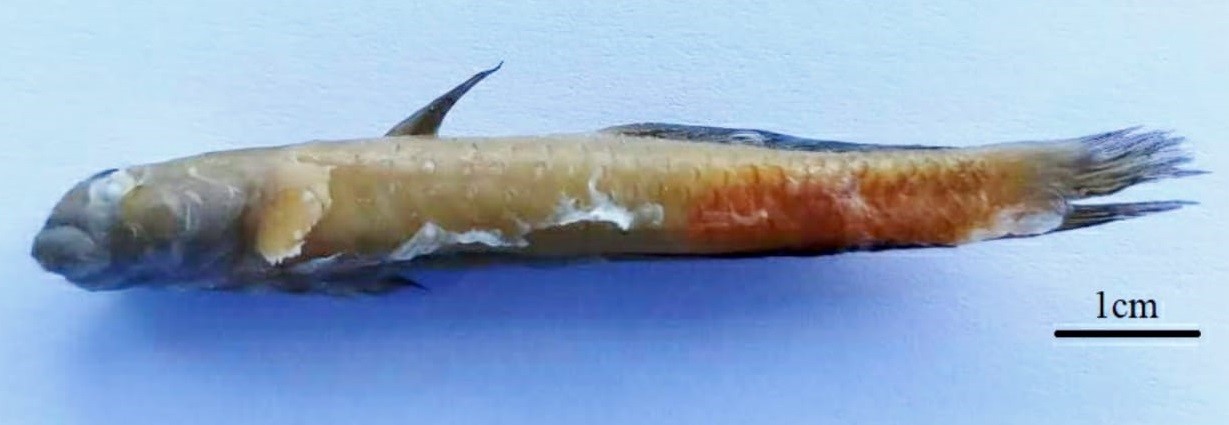 Read more about the article Sicypus auxilimentus: Ikan Hias Eksostis dari Perbatasan Filippina
