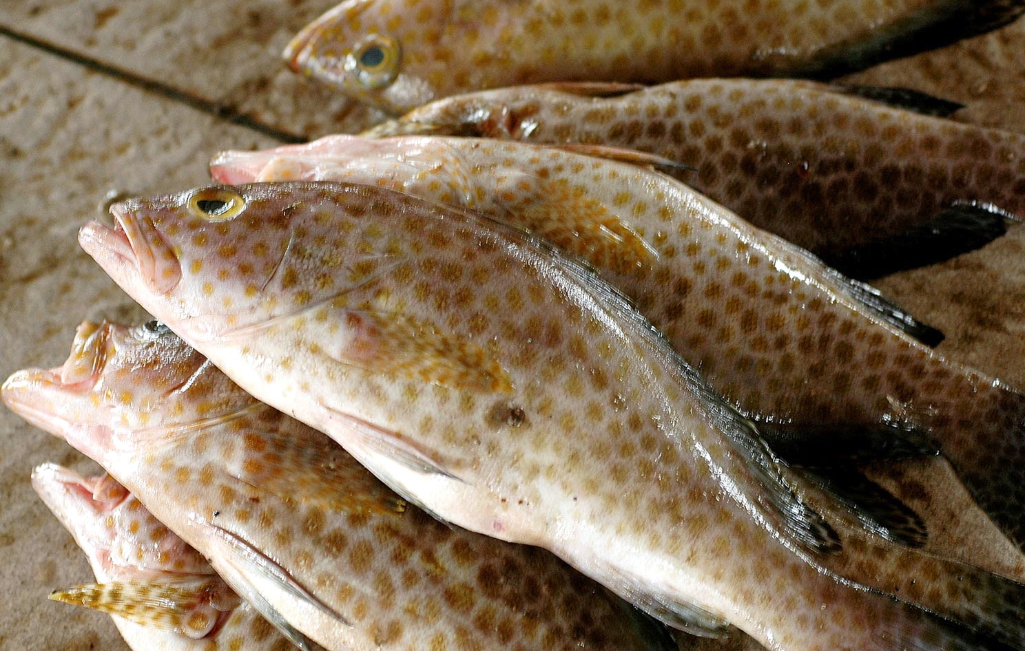 Read more about the article Biaya Transportasi Benih Ikan Kerapu Hibrid Cantang yang Berbeda Ukuran