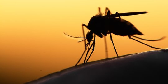 Read more about the article Estimator Deret Fourier untuk Memprediksi Jumlah Penderita Demam Berdarah dan Malaria di Indonesia
