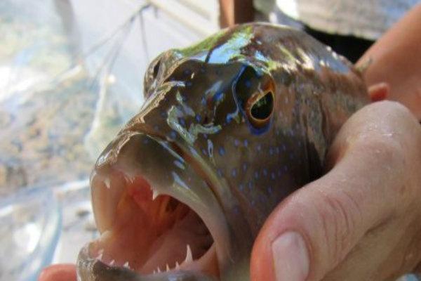 Read more about the article Laporan Pertama Tiga Spesies pada Ikan Komersial
