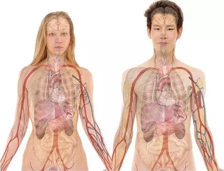 Read more about the article Penentuan Kondisi Anatomi dan Fisiologi Jaringan dari Impedansi Elektriknya