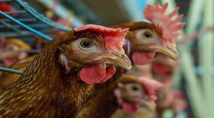 Read more about the article Potensi Formalin dalam Melemahkan Penyakit Eimeria pada Ayam
