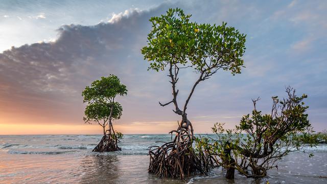 Read more about the article Terancamnya Kehidupan Mangrove Sang Penjaga Ekologi Pantai