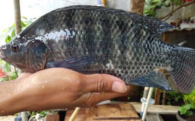 Read more about the article Analisis Fluktuasi Asimetri Ikan Nila Black Strain dan Red Strain di Balai Benih Ikan Kabat, Banyuwangi
