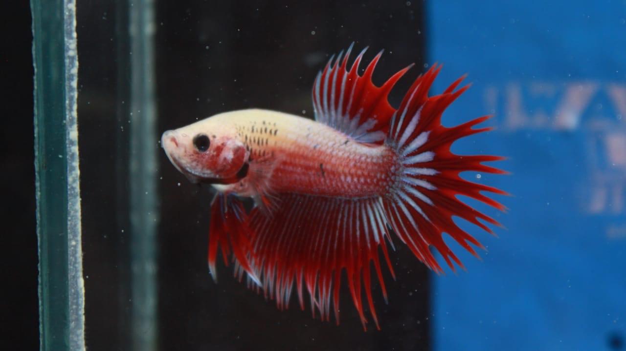 Read more about the article Betta fish cultivation tips from Faculty of Fisheries and Marine Sciences alumnus