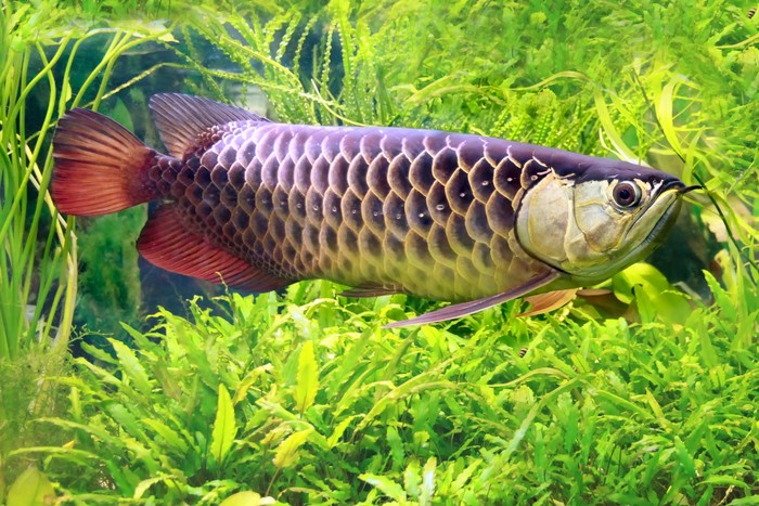 Read more about the article Cacing Tubifex Sp. dan Chironomus Sp, Pakan Alami untuk Peningkatan Pertumbuhan Ikan Arwana