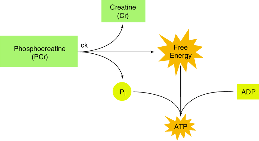 Read more about the article Hubungan antara Durasi dan Intensitas Latihan pada Tingkat Phosphocreatine (PCr)