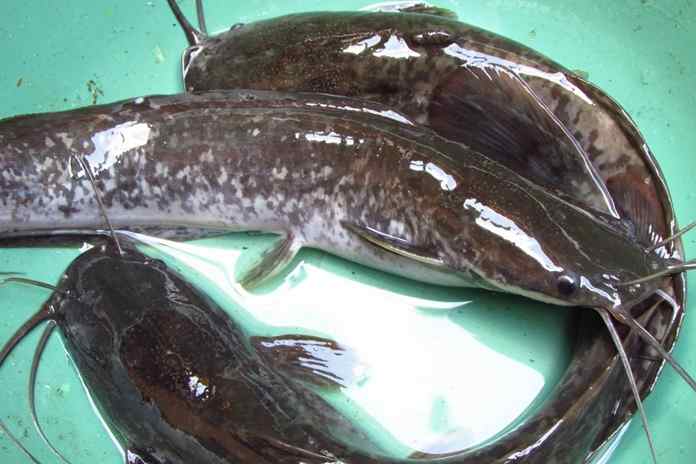 Read more about the article Pengaruh Penggunaan Teknologi Manajemen Pakan pada Pemeliharaan Induk Ikan Lele Mutiara (Clarias gariepinus)