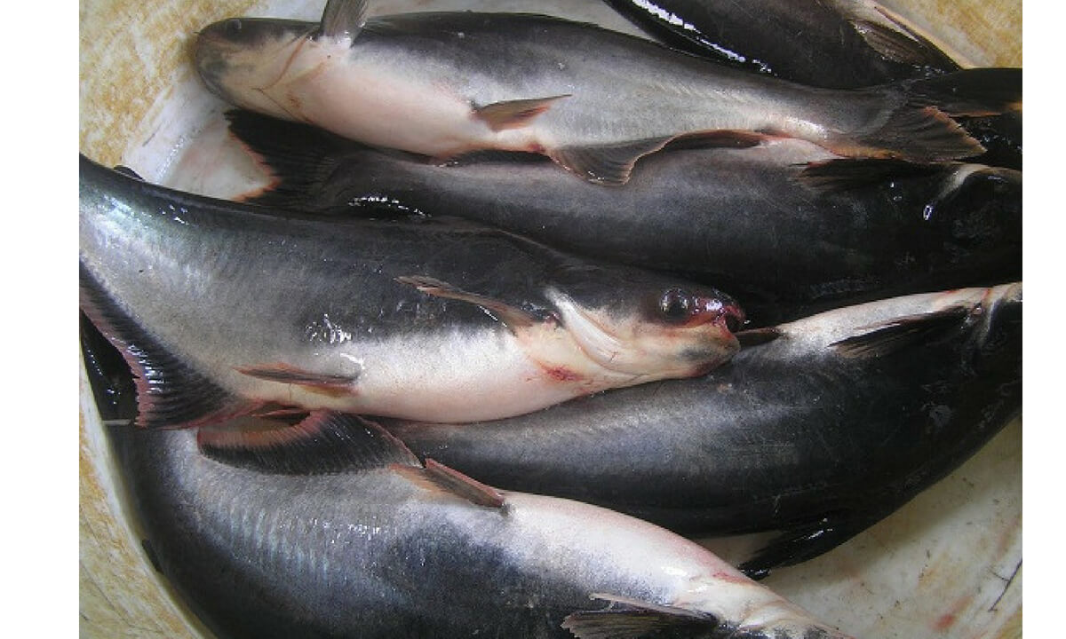 Read more about the article Pakar: Kematangan GONAD Ikan Bisa Dipercepat dengan Laserpunkture