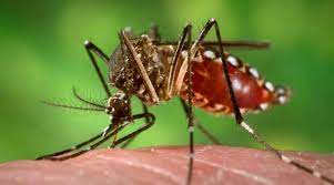 Read more about the article Model Penularan Demam Berdarah Dengue dengan Pertumbuhan Logistik pada Populasi Manusia