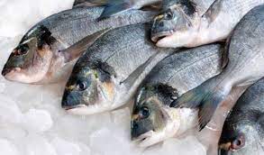 Read more about the article Pengaruh Penyimpanan pada Pembuatan Surimi dan Kamaboko Ikan Nila (Oreochromis sp)