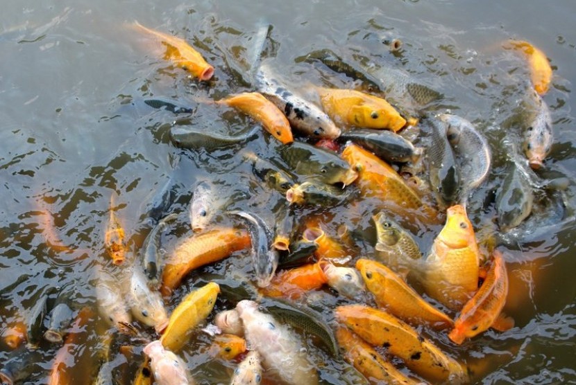 Read more about the article Tingkatkan Respon Imun Ikan Mas (Cyprinus carpio L) dengan Ekstrak Bubuk Bawang Putih