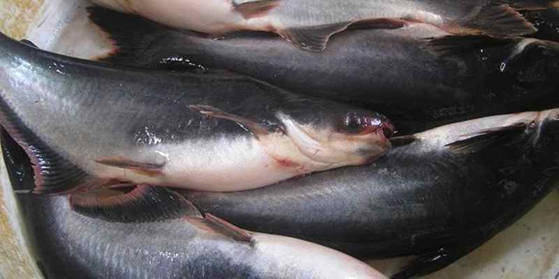 Read more about the article Penggunaan Teknik Pemeliharaan Induk Berkualitas Tinggi pada Ikan Patin Siam (Pangasius hypophthalmus)