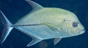 Read more about the article Karakterisasi DNA Mitochondria pada Ikan Caranx crysos dari Afrika
