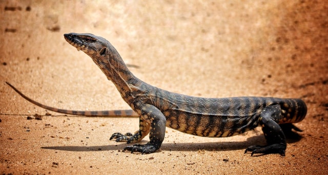 Read more about the article Cacing pada Biawak Air
