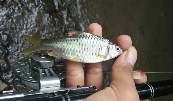 Read more about the article Pengaruh Suhu Inkubasi Terhadap Beberapa Parameter Penetasan Telur Ikan Wader Pari