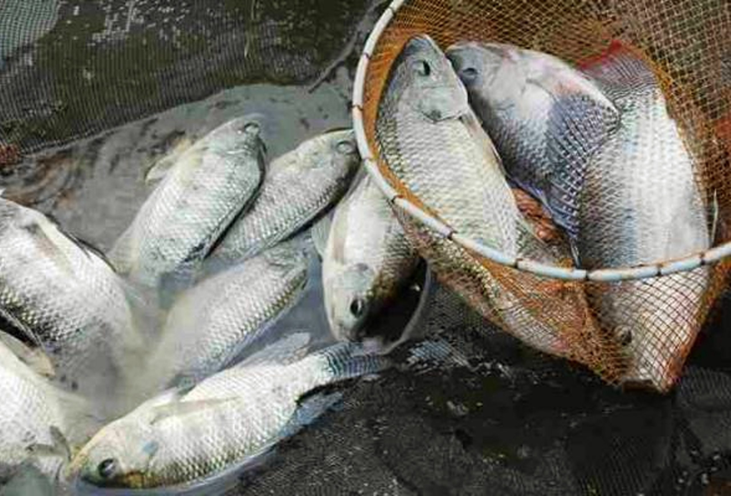 Read more about the article Invasi Ikan Nila di Perbatasan Indonesia-Filipina