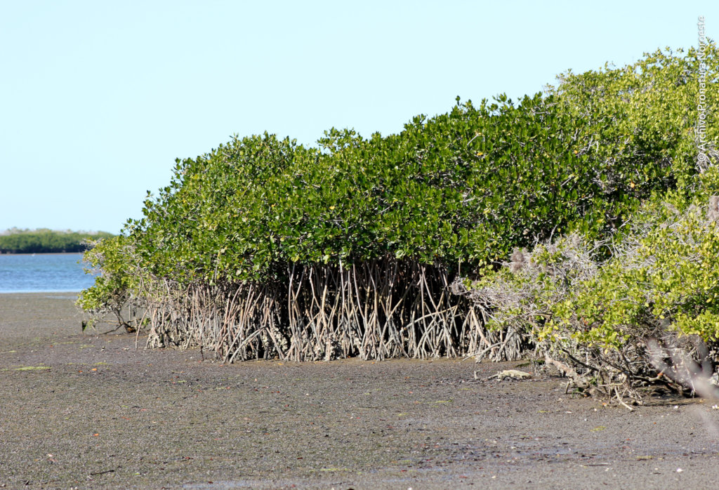 Read more about the article Kajian Nitrogen dan Phosphor dari Sedimen Tanah Mangrove