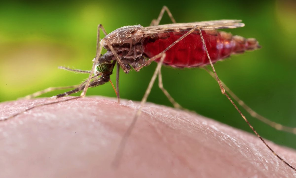 Read more about the article Optimal control of malaria transmission model with mosquito seasonal factor