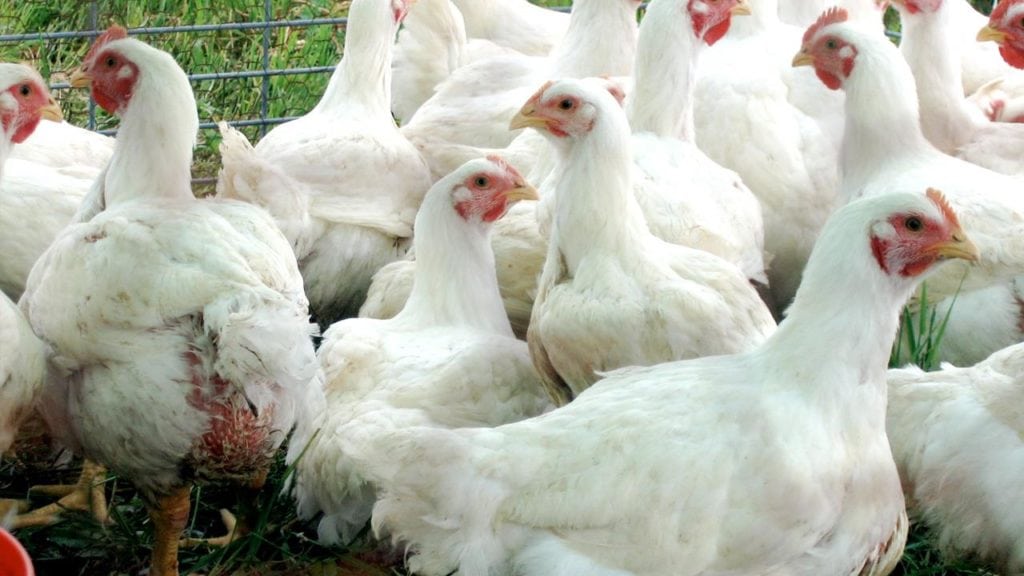 Read more about the article Profil Resistensi Antimikrobial pada Bakteri Escherichia Coli yang Dikumpulkan dari Cloaca Swab Ayam Broiler di Pasar Tradisional