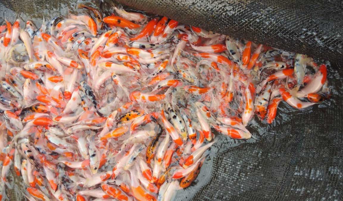 Read more about the article Parasit pada Ikan Koi di Tambak Air Tawar dengan Kepadatan Berbeda
