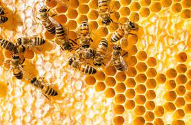 Read more about the article Bee Pollen Lebah Madu sebagai Peredam Radikal Bebas dan Penghambat Aktivitas Enzim Tirosinase
