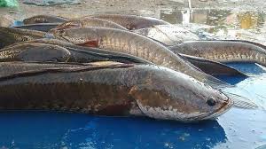 Read more about the article Pemberian Ekstrak Ikan Gabus untuk Mempercepat Penyembuhan Luka